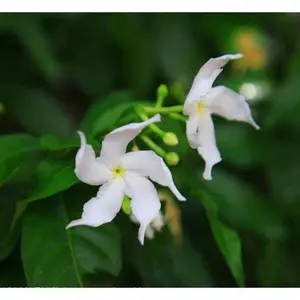 5g Jasmine Flower Seeds Fragrant Garden Plant Seed Home Decor