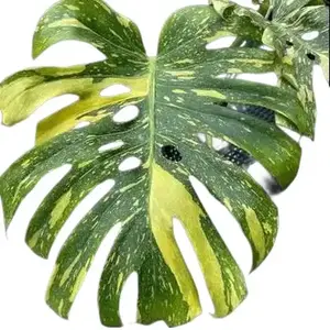 Electro Light Monstera Tissue Culture - Live Houseplant - Indoor Plant Gift - Embryonic Plantlet