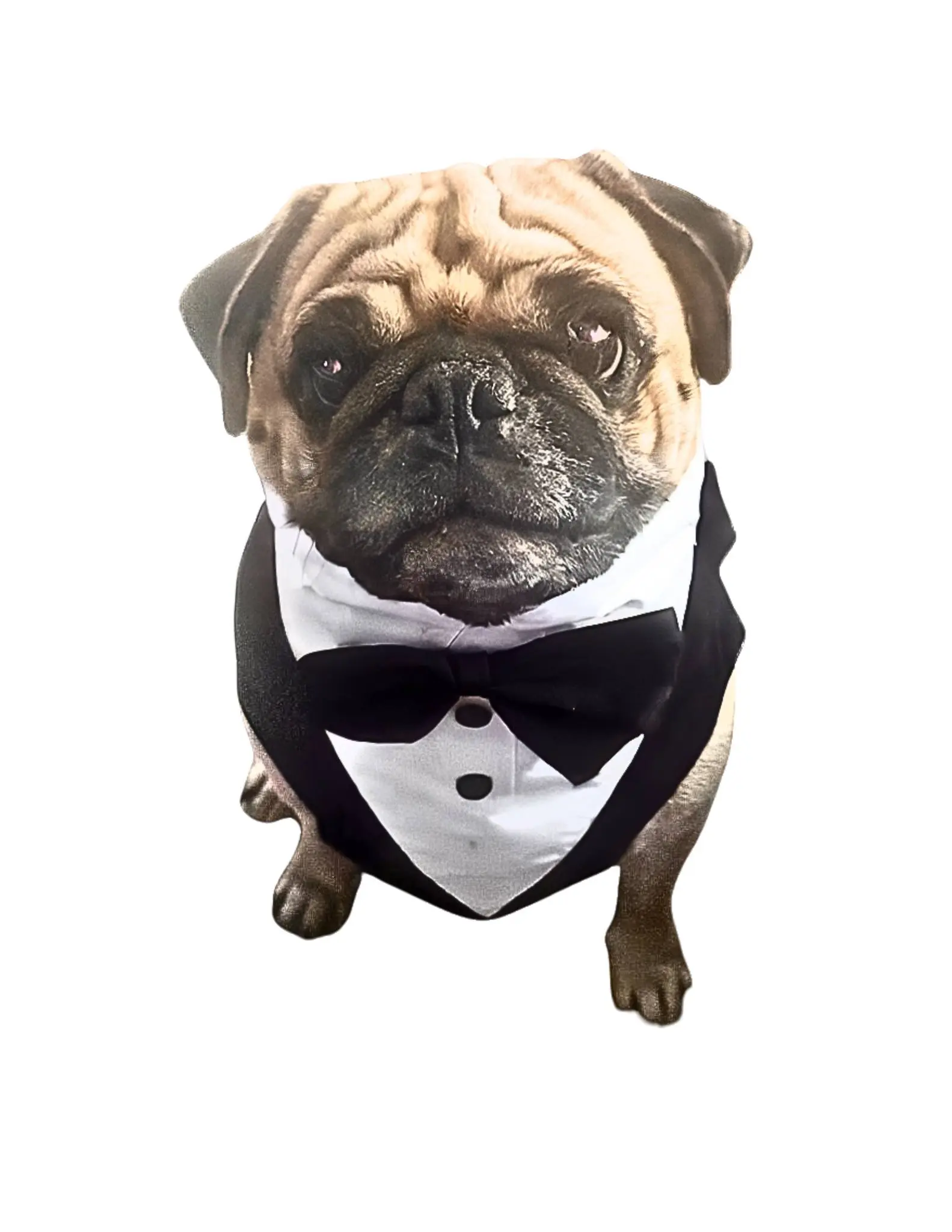 Puppy Tuxedo | Suitable Collection