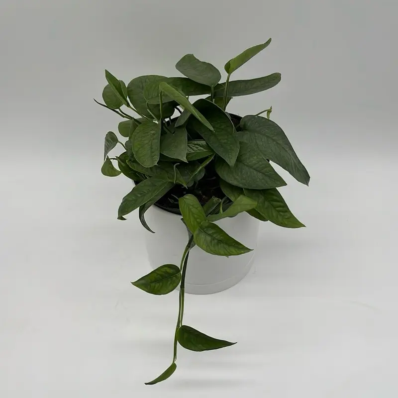 Pothos Cebu Blue Epipremnum - Fast-Growing Tropical Houseplant with Silvery-Blue Metallic Leaves for Indoor Hanging Baskets & Moss Poles