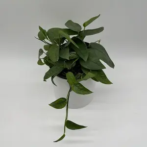 Pothos Cebu Blue Epipremnum - Fast-Growing Tropical Houseplant with Silvery-Blue Metallic Leaves for Indoor Hanging Baskets & Moss Poles