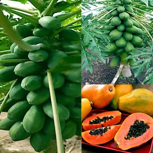 20 Dwarf Strawberry Papaya Seeds - Hawaiian Solo Sunrise Strawberry Papaya Tree Seed - Carica Fruit Plant Seed