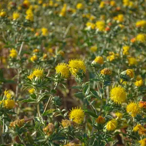 Safflower Seeds – Heirloom (Carthamus tinctorius) Drought-tolerant heirloom for oil, natural dyes & bee-friendly blooms. Thrives in poor soil with full sun