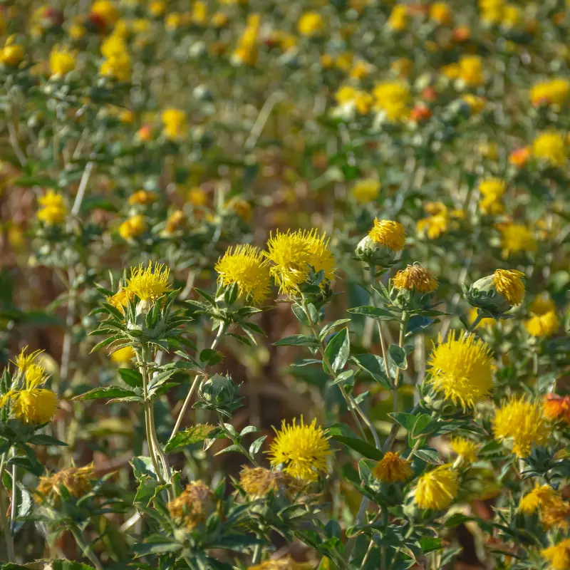 Safflower Seeds – Heirloom (Carthamus tinctorius) Drought-tolerant heirloom for oil, natural dyes & bee-friendly blooms. Thrives in poor soil with full sun