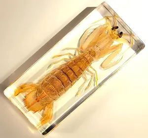 5.5" Real Mantis Shrimp in Crystal Clear Lucite Resin Specimen Preserved Oratosquilla Oratoria Sea Marine Animal Taxidermy Craft Collection
