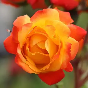 100pcsHeirloom Roses Climbing Rose Plant - Piñata Climber Rose Bush Seeds, Vibrant Orange and Yellow Garden Seeds for Outdoor Planting