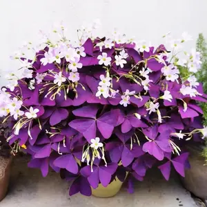Bulbs Purple Shamrocks Oxalis Triangularis Lucky Lovely Flowers Bulbs Grows for Planting Indoors or Outdoors
