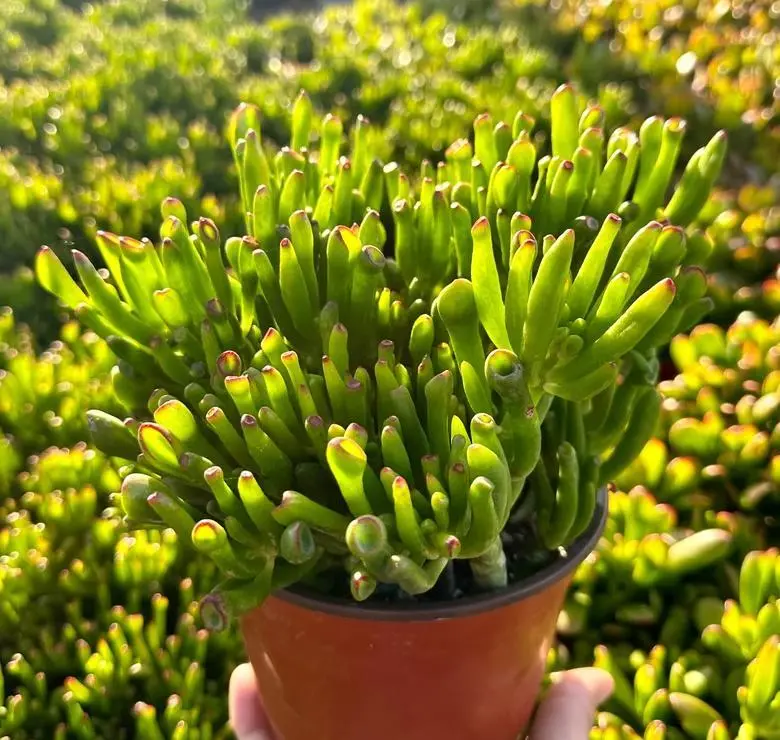 Live Crassula Ovata Gollum Plant - Shrek Ear Plant - Gollum Jade Plant - Ogre's Ears Plant - Finger Plant - 6 Inch Pot
