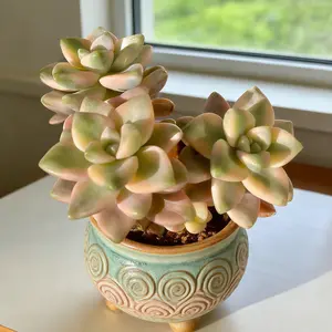 Rare Live Succulent Graptoveria ‘Bernalense Variegata’ – Unique Single Plant for Home & Holiday Décor | Easy Care Indoor Succulent Gift