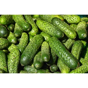 25 Cucumber Seeds For Planting, Grow Perennial Seed Seeds For Planting Vegetables And Fruits