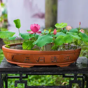 Red Bowl Lotus Hydroponic Plant: 20-Seed Pack Survives Indoor & Outdoor- Four Seasons Bloom! Water Cultivate Bowl Lotus Seeds