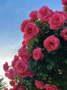 600+PCS Climbing Rose  Mixed-Color Seeds - Butterfly Flower, Fragrant, Climbing Rose Bush Vines