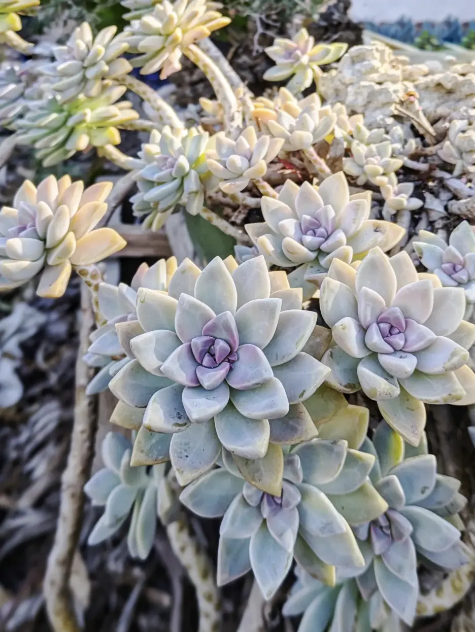 Graptosedum Ghosty Succulent, Colorful Live Plant, DIY Garden Arrangement