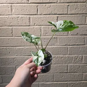 syngonium albo