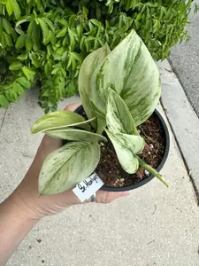 Scindapsus treubii moonlight variegated - 4” pot