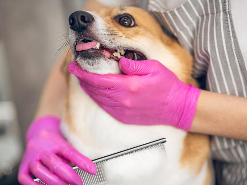 2-in-1 Stainless Steel Pet Comb Set for Dogs & Cats - 3 Pack Grooming Combs in Large Medium Small Sizes for Long Short Curly Hair Detangling Matted or Knotted Undercoat  brush  comb Multifunctional Flea