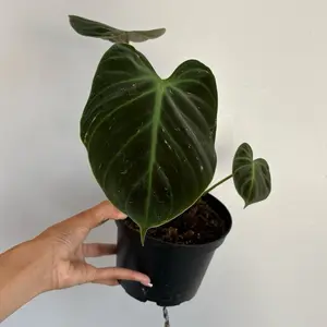 Philodendron Melanochrysum