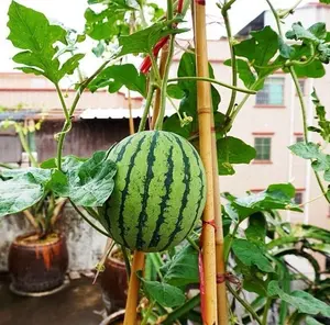 50 Sugar Baby Watermelon Seeds for Planting - Heirloom Non-GMO USA Grown Premium Fruit Seeds for Planting a Home Garden - Small Watermelon Citrullus Lanatus