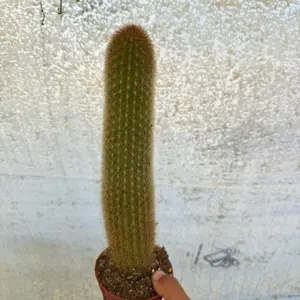 Golden Torch Cactus 3.25 inch pot Plant