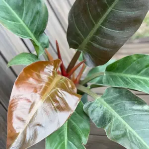 Philodendron Red Congo Imperial Red