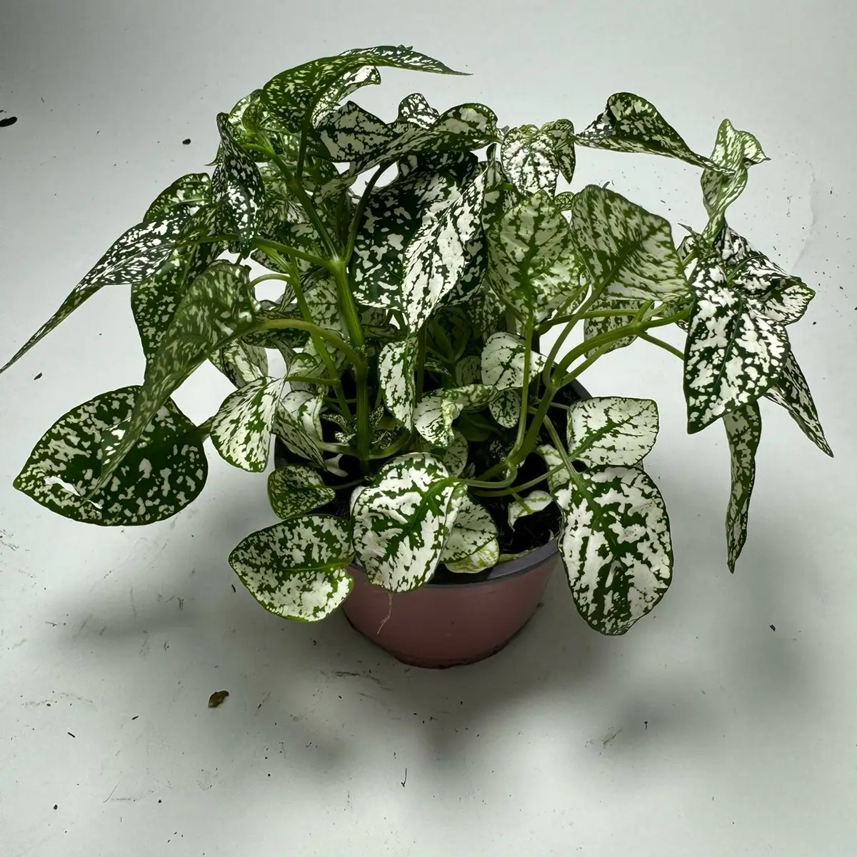 White Polka Dot Plant plant 4 in pot Hypoestes