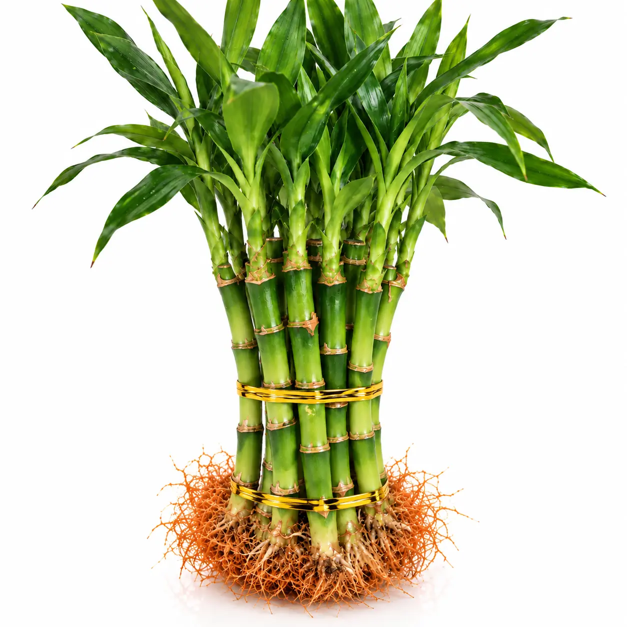 6" Live Lucky Bamboo Plant - Box Pack, Default Size, Indoor Grower, Water or Soil Growing, Partial Sun, Natural Look, Botanical Aesthetic, Feng Shui Good Luck Houseplant, Perfect Gift