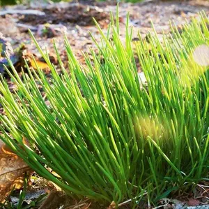 TomorrowSeeds - Onion Chives Seeds -  USA Garden Perennial Herbs Flower Green Onion Scallion French American Chive Seed Non GMO For 2024 Season