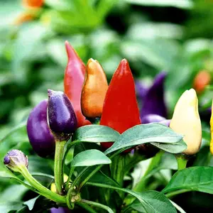 Multicolor Ornamental Pepper Seeds — Decorative Hot Chili Plants for Pots & Patios | Edible but Extremely Spicy | 1000 Seeds per Pack
