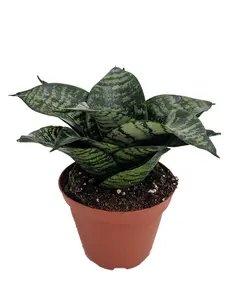 Forest Star Snake Plant - Sansevieria - Almost Impossible to Kill - 3.7" Pot