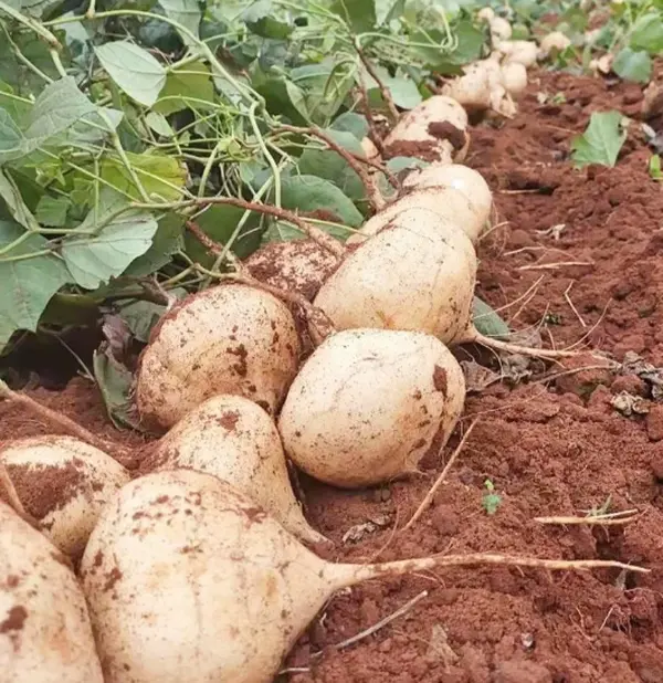 Jicama Vegetable Seeds for Planting - Crunchy Sweet Root Vegetable, Fast-Growing Mexican Yam Bean for Indoor, Outdoor Home Gardens, Vegetables Seeds