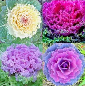 200+ kale seeds mixed pack—perfect for the garden | Easy to grow, vibrant plant