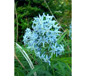 Roberta's 2 pc. Arkansas Bluestar Amsonia Bareroots