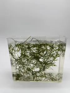 Guppy Grass - Floating plant for Freshwater Tanks - Live Aquarium Plant with Natural Cover & Nitrates Absorption - Perfect for Moderate to High Light Conditions