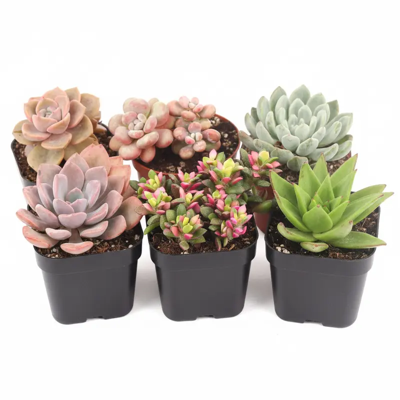 succulent subscription box - TikTok Shop