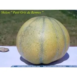Cucumis Melon "Petit Gris de Rennes" Certified Organic Heirloom Seed, Ideal for Growing Melons