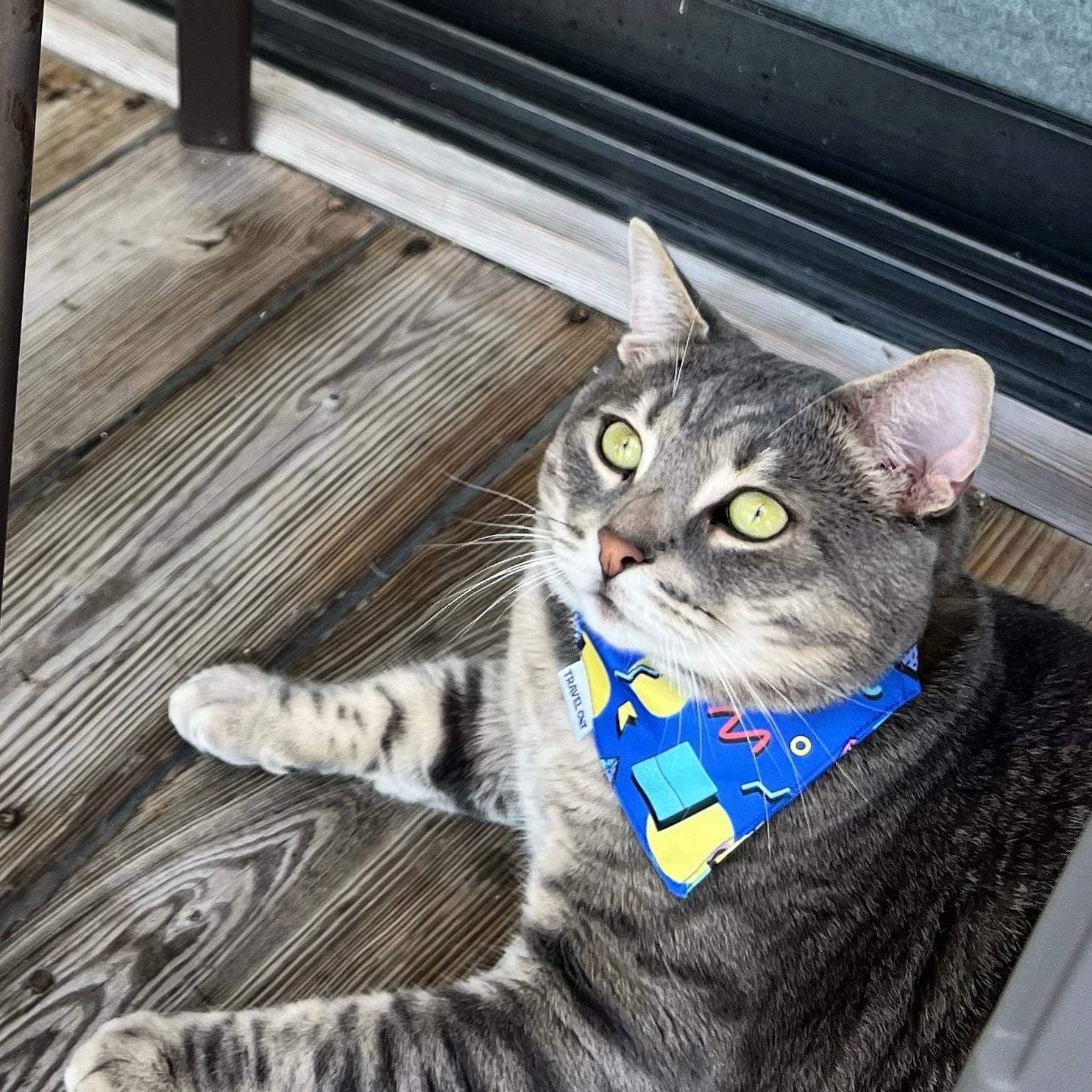 Stylish Cat Collar and Bandana with 90s Vibes