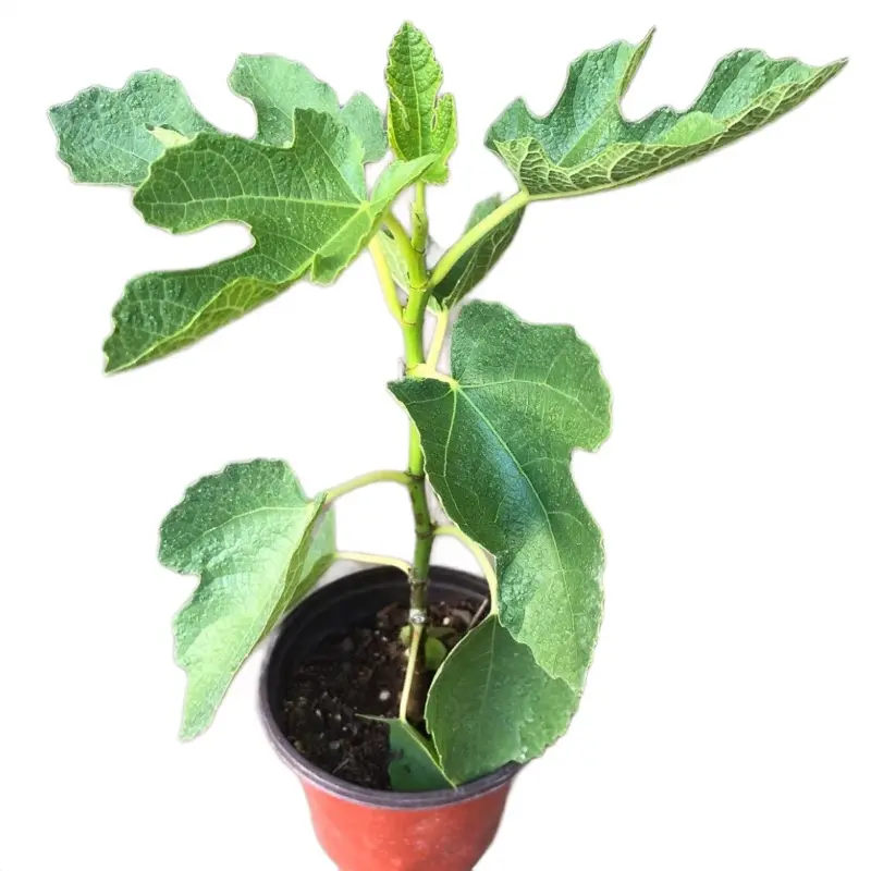 A one year seeding live fig plant in a 4” pots Fig tree /Fruit Live Tree |Dottato (Kadota)large fruit