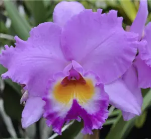 Rlc. Volcano Spring 'Volcano Queen' | 5.5 Pot | BS not in bloom