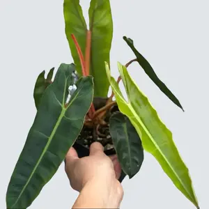 Philodendron Billie 4" - Live Indoor Plants, Vibrant Tropical Houseplant in 4-Inch Pot, Ideal for Collectors and Indoor Decor  Live Indoor Plants