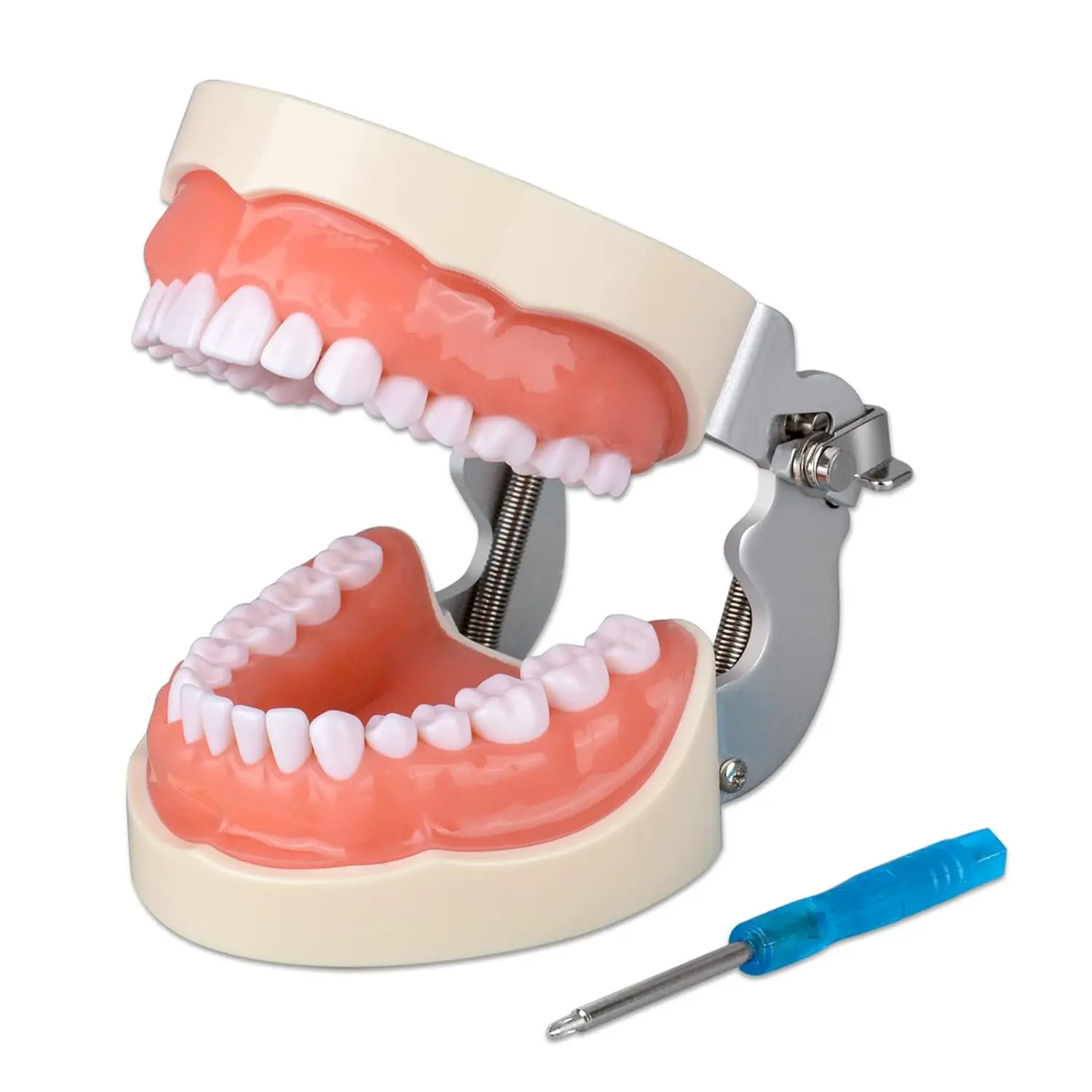 Ultrassist Plastic Oral Typodont Teeth Model, 32 Detachable Teeth Teaching Aid with Included Small Screwdriver for Dental Hygiene Students' Teaching & Practice, Screwdriver Included