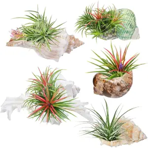 5 Pack Conch Sea Shell Air  Holder- Conch  Pots Holder in 5 Styles Decorative Tillandsias Succulent Display Container Table Centerpiece for  Garden Beach Theme Party Favor