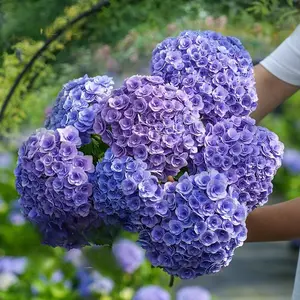 Lavender Blue Double Hydrangea Seeds – 200+ Seeds per Pack for Lush, Elegant Blooms