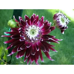 Vancouver DAHLIA DINNERPLATE ( Tuber )Perennial Flowers