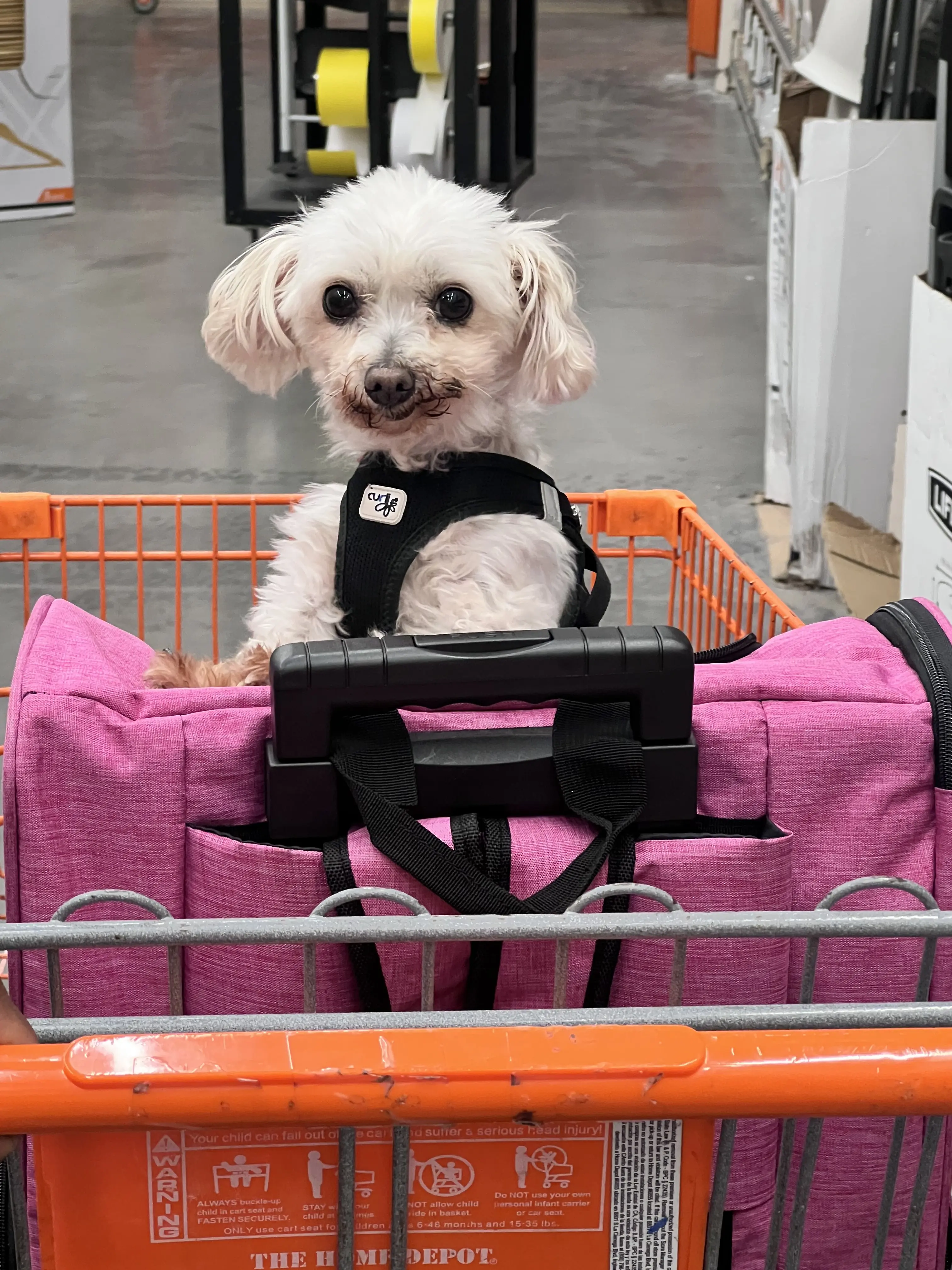 Pet photos for the home which includes a variety of dogs