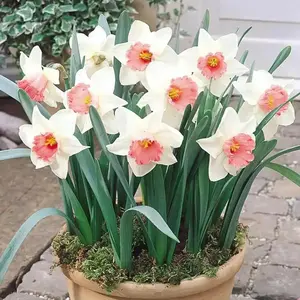 Salome Daffodil Fall Bulbs - Assorted Colors with Yellow Stems and Green Leaves