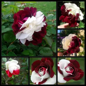 30 Amazing Zampa Dust Rose Bush Seeds USA SHIPPED, NON-GMO, HEIRLOOM, OPEN-POLLINATED, UNTREATED