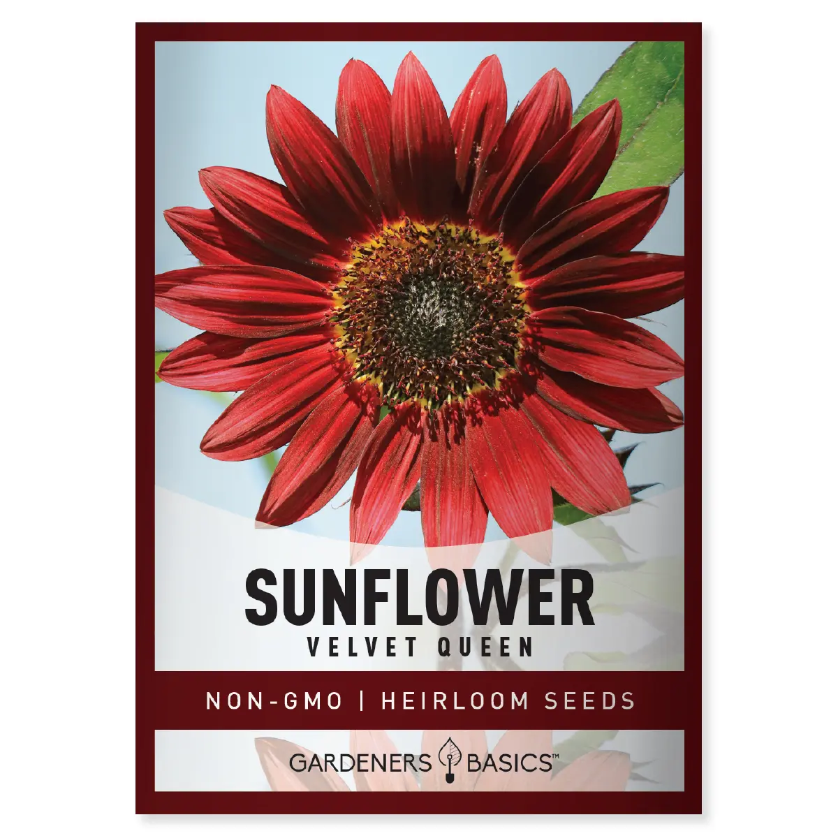 Velvet Queen Sunflower Seeds sunflower seed Garden Heirloom Velvet Queen Sunflower Seeds sunflower seed Garden Heirloom