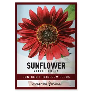 Velvet Queen Sunflower Seeds sunflower seed