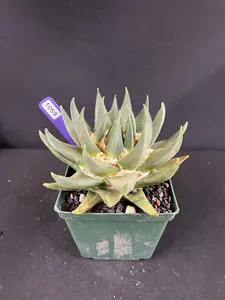Ariocarpus Trigonus Cactus
