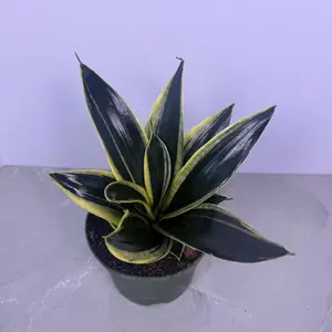 Sansevieria Hahnii 6” | Bird’s Nest Snake Plant | Easy Houseplant